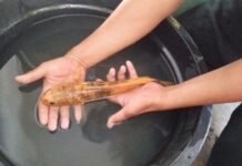 Pemancing Kaget Dapatkan Ikan Gabus Warna Kuning