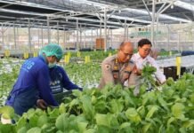 Greenhouse SPPG Palmerah PMJ Panen Sawi dan Nila untuk Pasok Menu MBG