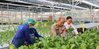 Greenhouse SPPG Palmerah PMJ Panen Sawi dan Nila untuk Pasok Menu MBG