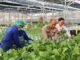 Greenhouse SPPG Palmerah PMJ Panen Sawi dan Nila untuk Pasok Menu MBG